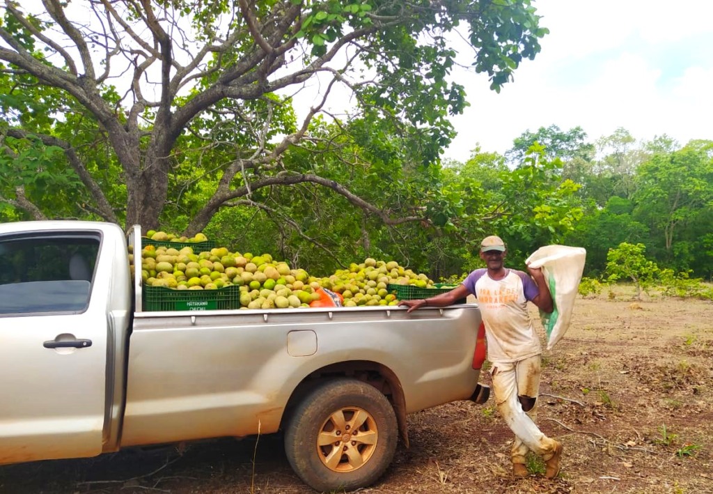 Pequi Ribeirão Cascalheira Mato Grosso Empaer