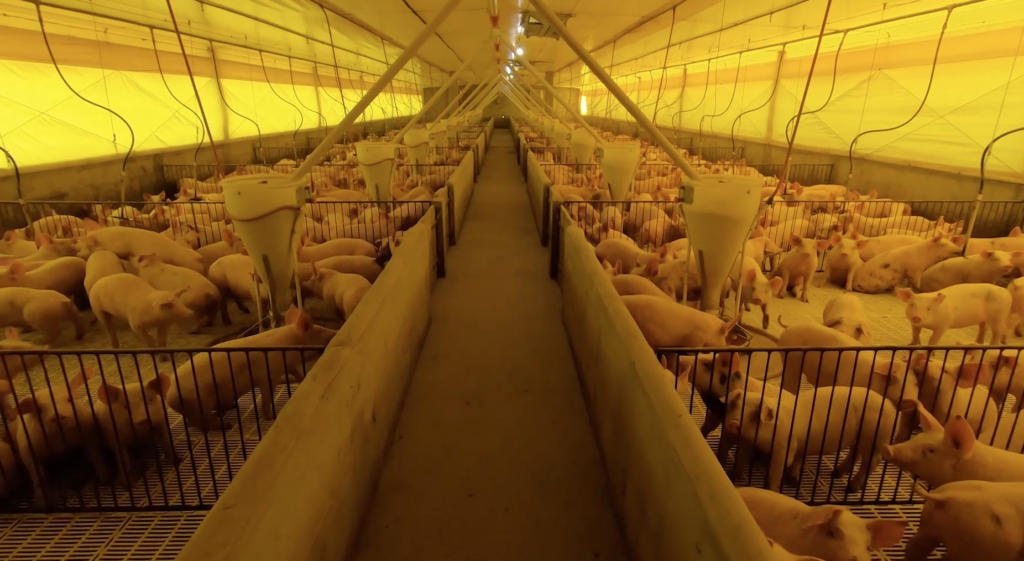 suínos, fundo nacional