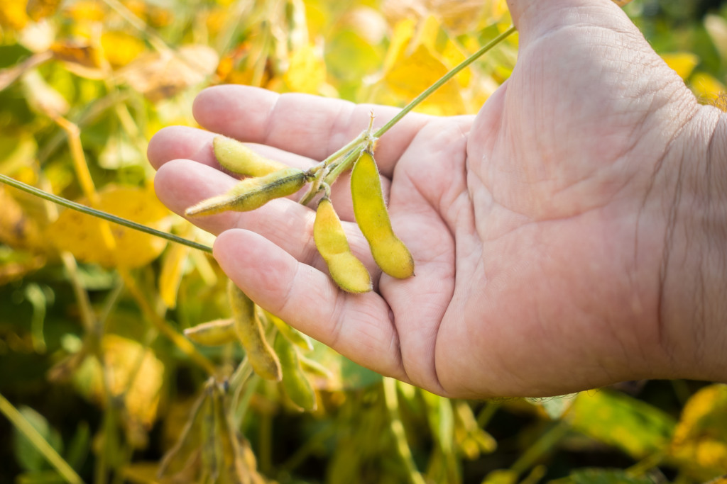 Soybean pods on soybean plantation, on farmer open palm hand background, close up.