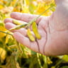 Soybean pods on soybean plantation, on farmer open palm hand background, close up.