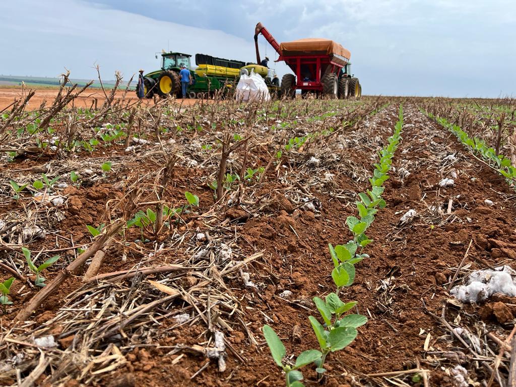 Chuvas favorecem plantio da soja 25/26 em várias regiões; saiba quais