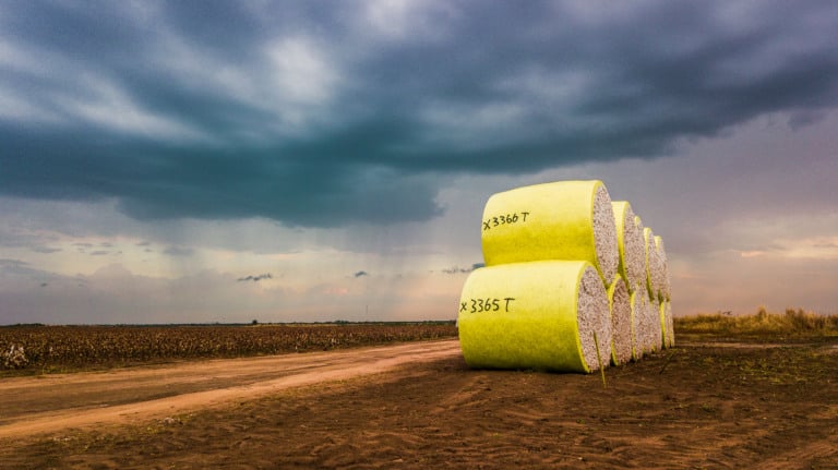 De acordo com a Abapa, a Bahia produziu, aproximadamente, 615 mil toneladas de algodão beneficiado (pluma) e 1.968 kg/ha na safra 2022/2023