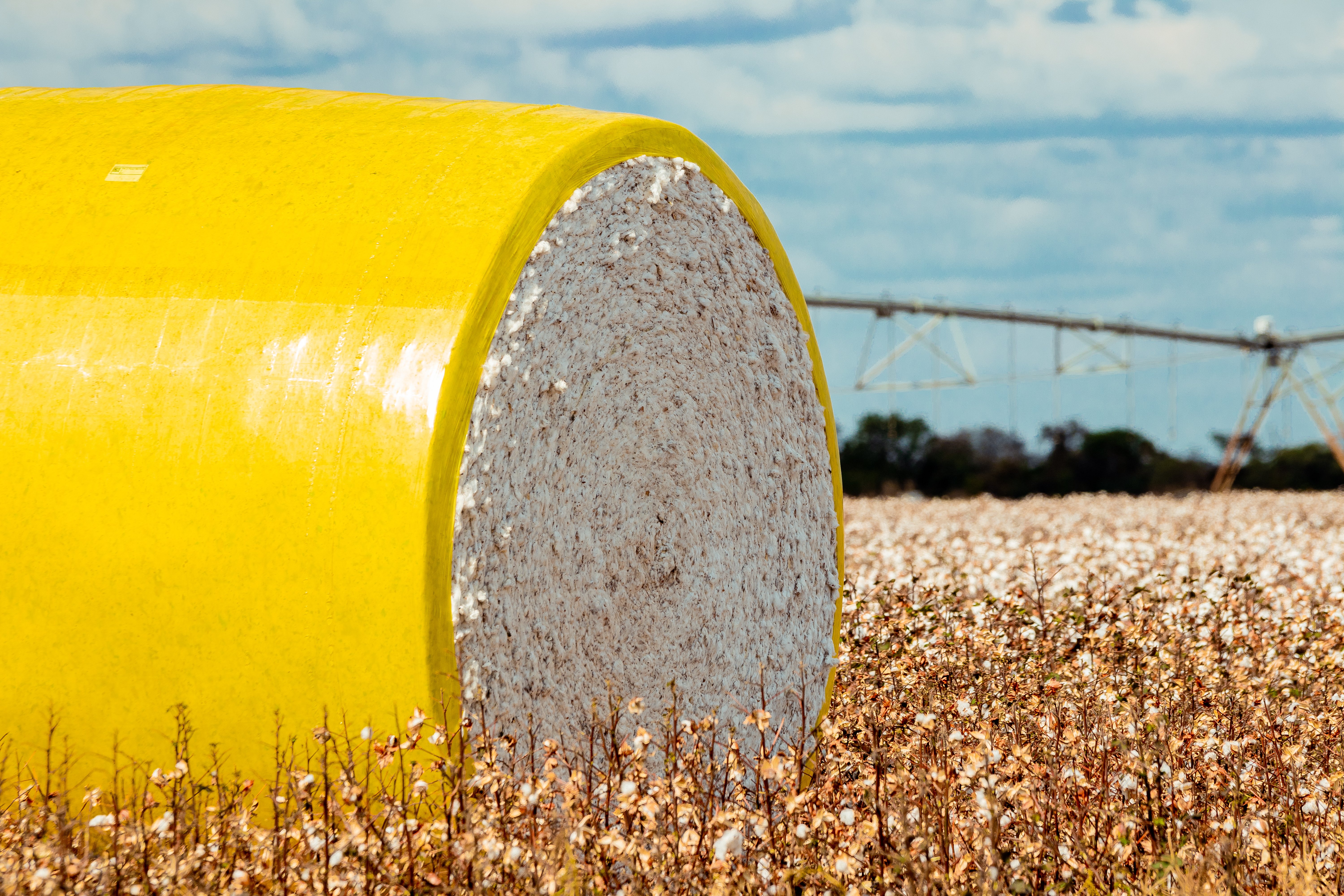 De acordo com a Abapa, a Bahia produziu, aproximadamente, 615 mil toneladas de algodão beneficiado (pluma) e 1.968 kg/ha na safra 2022/2023