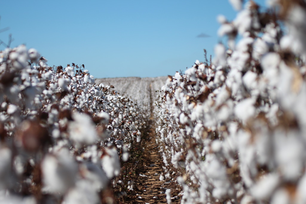 Dia Mundial do Algodão. Cultivada em mais de 70 países distribuídos por todos os continentes