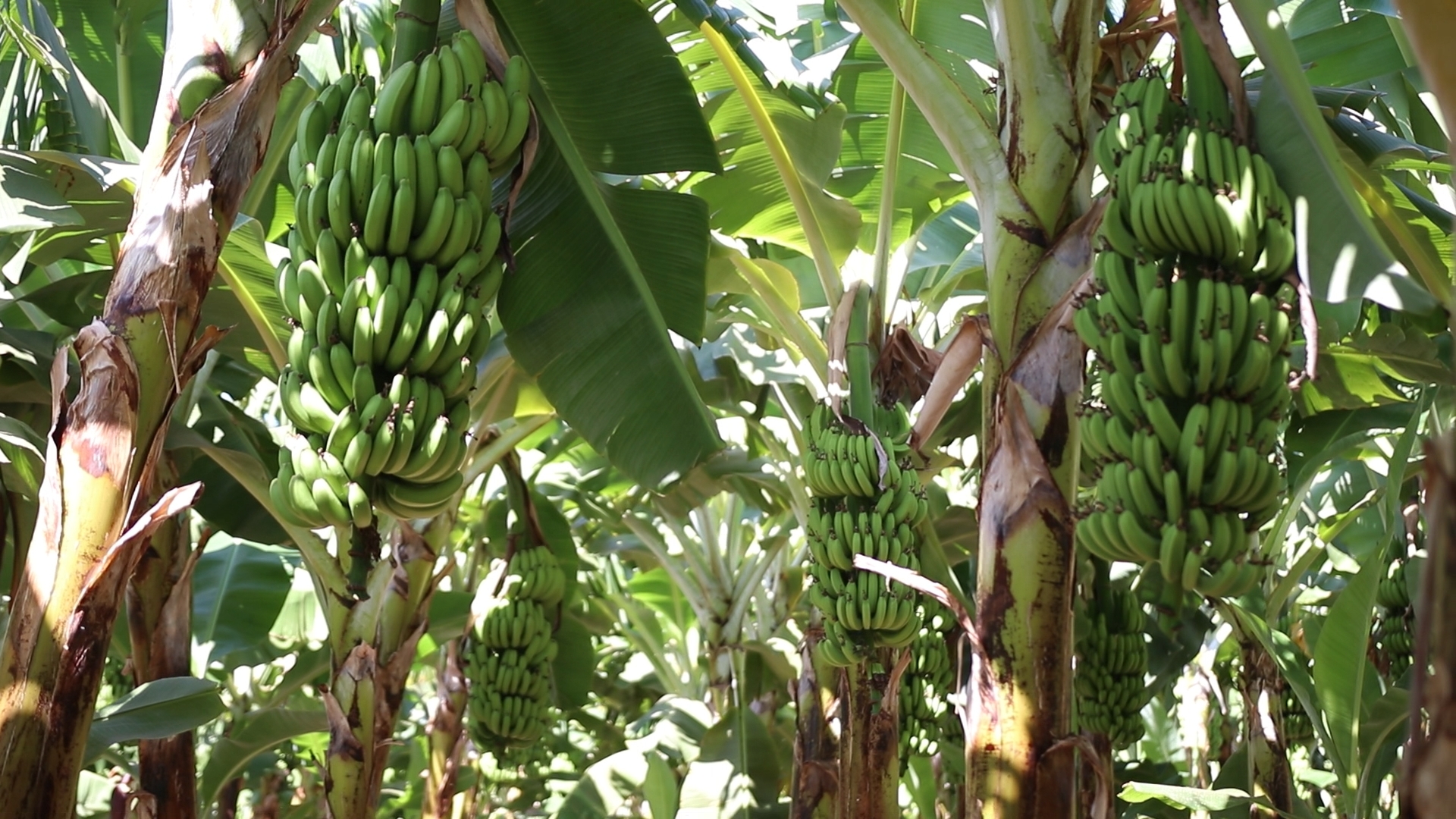 Nutrição e controle de pragas beneficiam bananicultura
