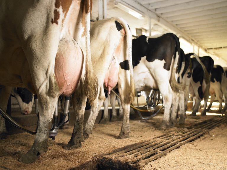 Comissão da Câmara debate impactos da importação de leite no setor nacional