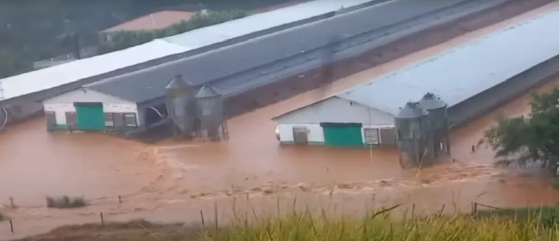 chuvas parana granja animais frangos