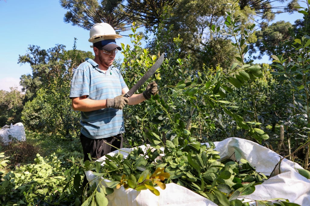 Tradicional erva-mate de São Mateus do Sul se reinventa e ganha novos mercados Tradicional erva-mate de São Mateus do Sul se reinventa e ganha novos mercados