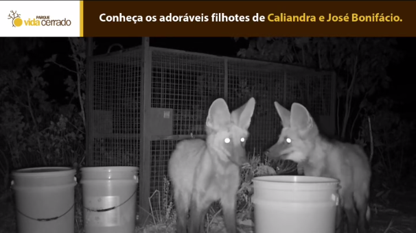 nascimento de três filhotes de lobo-guará no Cerrado do Oeste baiano foi comemorado por biólogos, instituições de conservação do meio ambiente e parceiros. A reprodução foi possível após a iniciativa de reintrodução e soltura dos lobos-guará, Caliandra e José Bonifácio, em vida livre conduzida pelo Parque Vida Cerrado