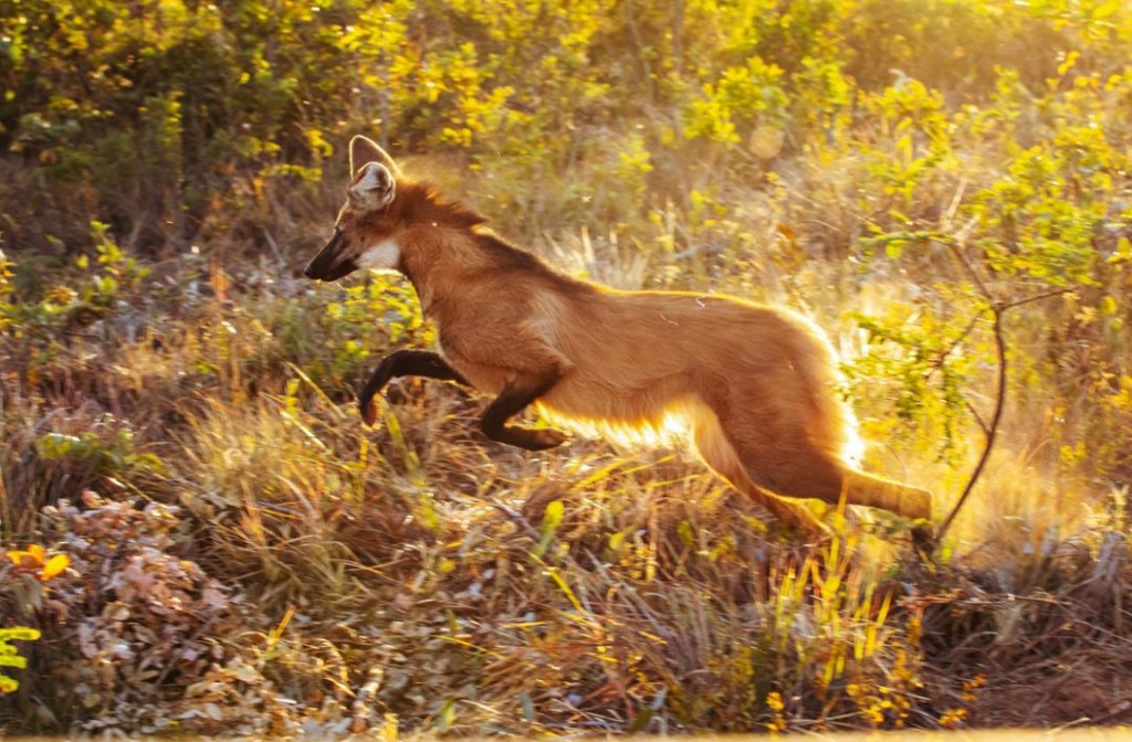nascimento de três filhotes de lobo-guará no Cerrado do Oeste baiano foi comemorado por biólogos, instituições de conservação do meio ambiente e parceiros. A reprodução foi possível após a iniciativa de reintrodução e soltura dos lobos-guará, Caliandra e José Bonifácio, em vida livre conduzida pelo Parque Vida Cerrado nascimento de três filhotes de lobo-guará no Cerrado do Oeste baiano foi comemorado por biólogos, instituições de conservação do meio ambiente e parceiros. A reprodução foi possível após a iniciativa de reintrodução e soltura dos lobos-guará, Caliandra e José Bonifácio, em vida livre conduzida pelo Parque Vida Cerrado
