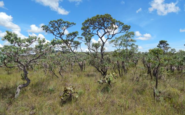 Proteção do Cerrado: cartilha gratuita orienta sobre restauração de áreas degradadas