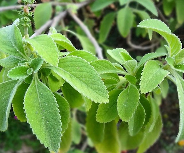 Farmácia Verde se destaca entre agricultoras familiares e introduzida ao projeto Ater Mulheres Rurais no município de Sapeaçu (BA) que cultivam plantas medicinais Farmácia Verde se destaca entre agricultoras familiares e introduzida ao projeto Ater Mulheres Rurais no município de Sapeaçu (BA) que cultivam plantas medicinais