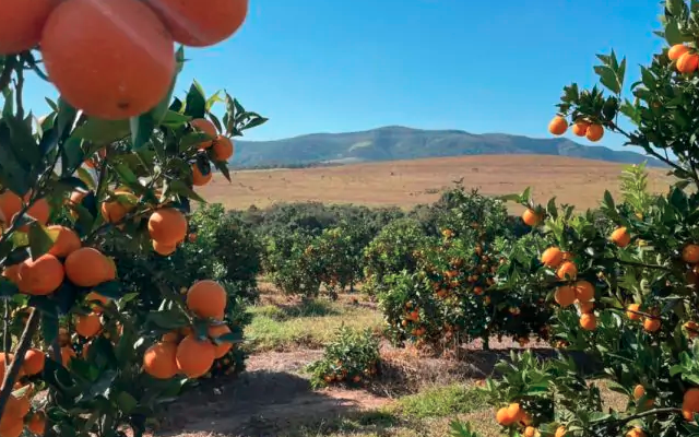 citricultura de montanha minas gerais