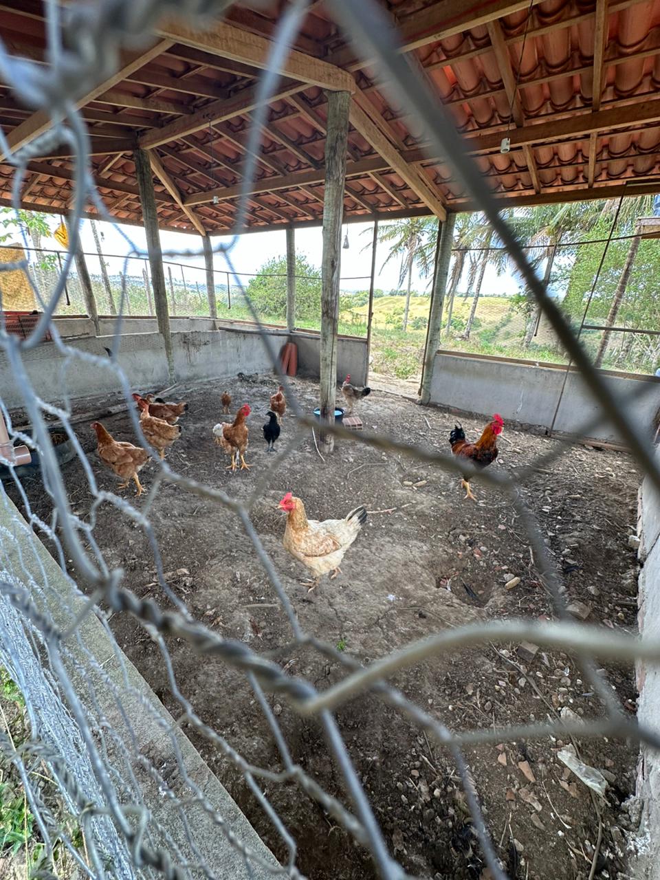 A criação de galinhas caipiras em Maragogipe, Recôncavo Baiano