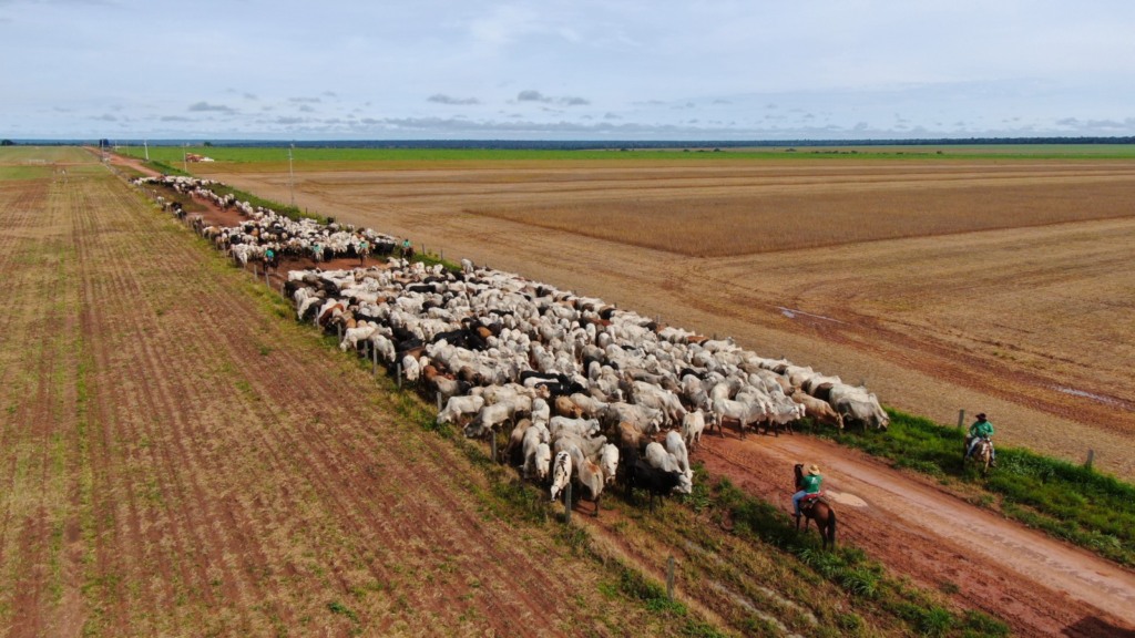 Foto: Leandro Balbino/ Canal Rural MT