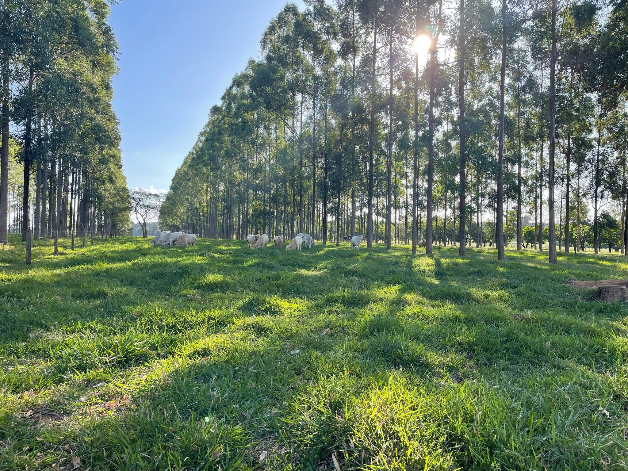 Embrapa confirma viabilidade econômica de ILPF e sistemas agroflorestais