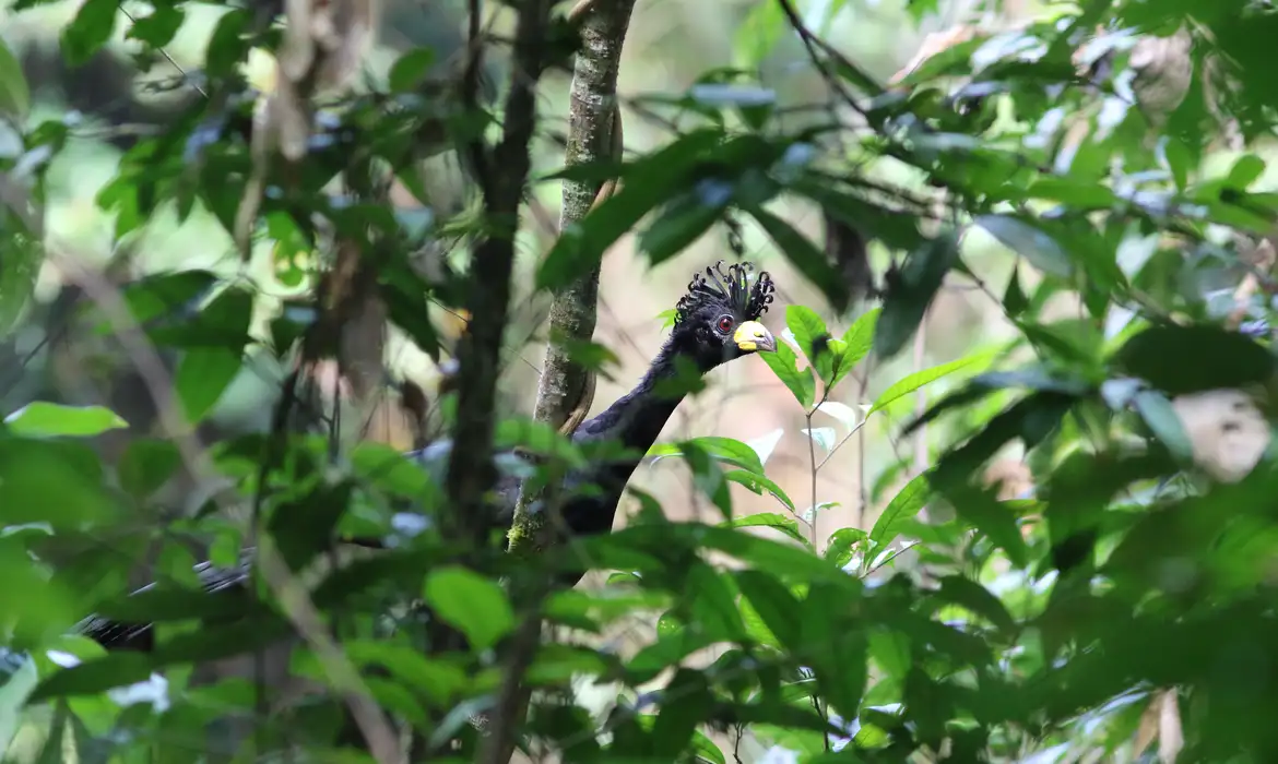 ave rara encontrada na Amazônia, mutum-pinima