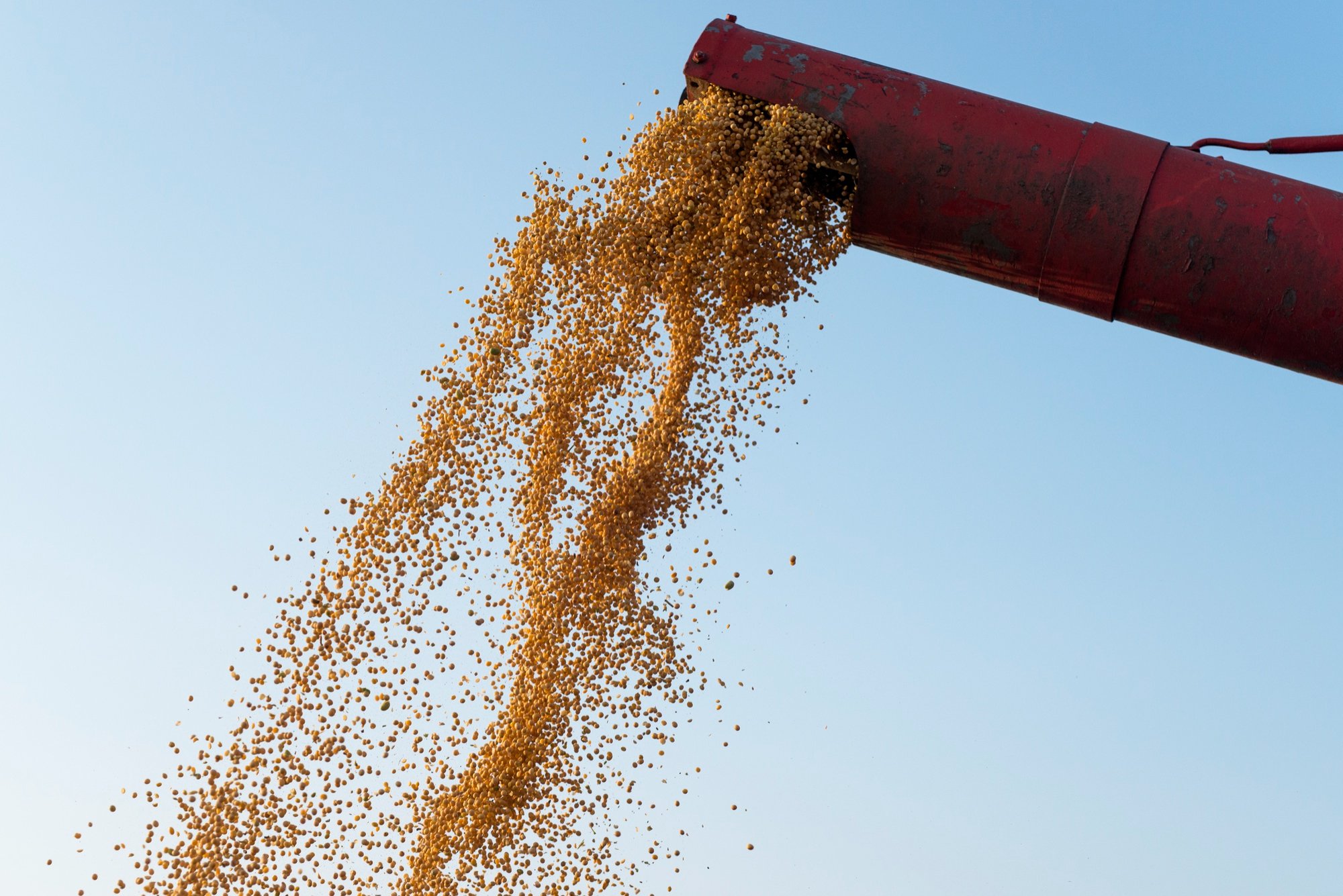 IBGE aponta queda de 2,9% na produção de grãos na safra 2024. Soja, milho, sorgo
