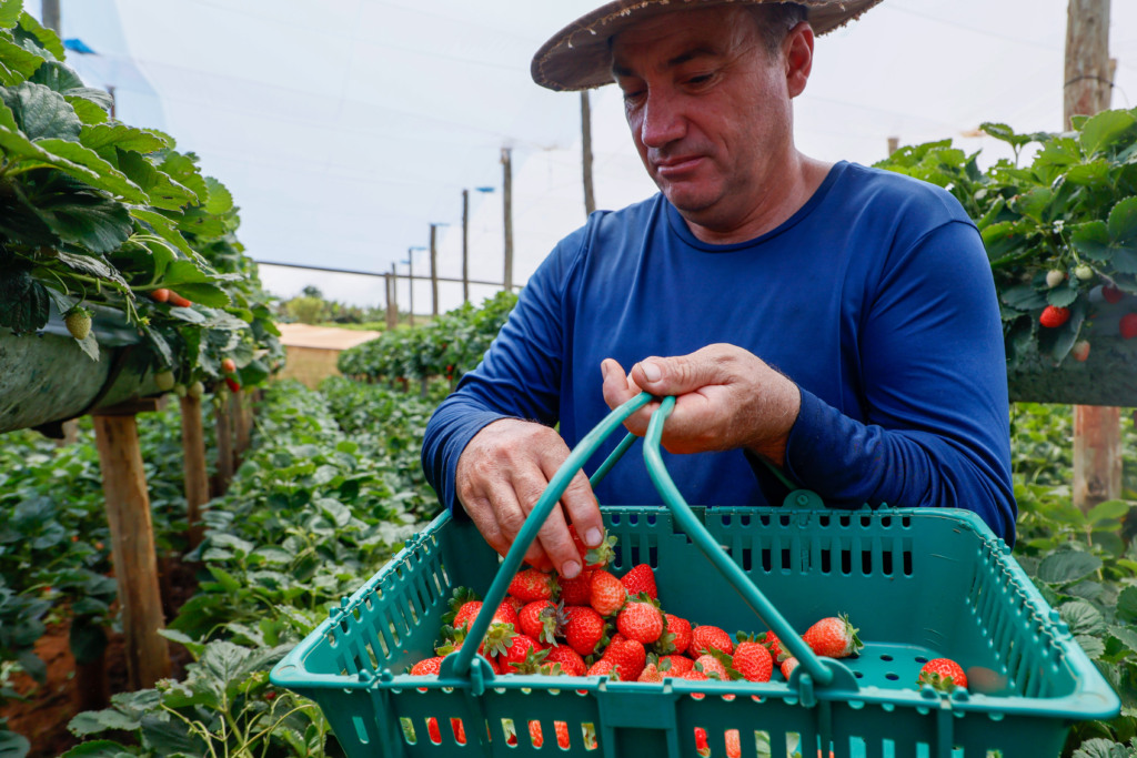 Com Indicação Geográfica, morango do Norte Pioneiro impulsiona renda de pequenos produtores. Com Indicação Geográfica, morango do Norte Pioneiro impulsiona renda de pequenos produtores.