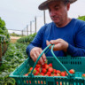 Com Indicação Geográfica, morango do Norte Pioneiro impulsiona renda de pequenos produtores.