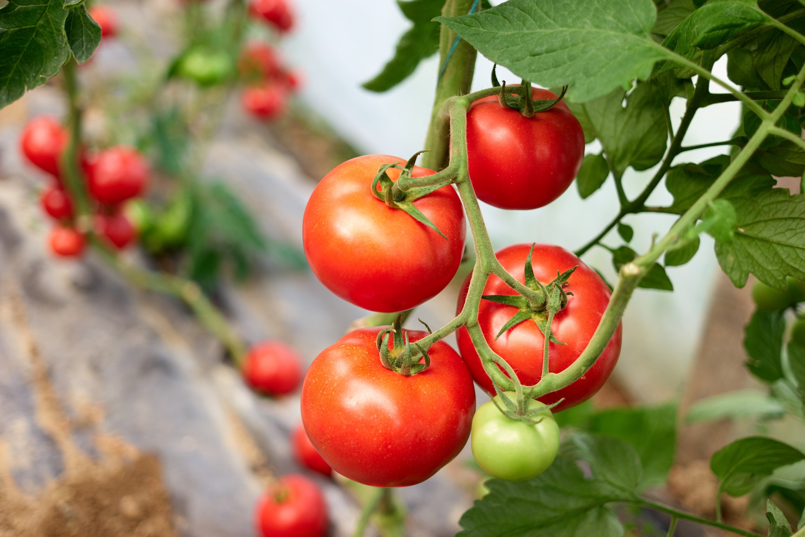 Tomate tomateiro, larva, inseto, adubo, praga