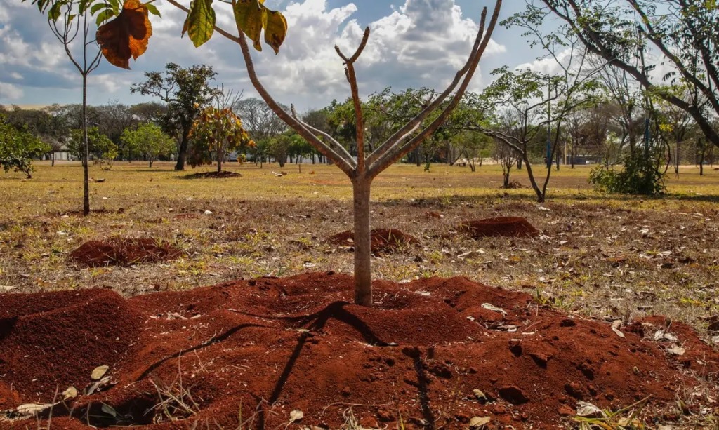 Brasil perde 16% de vegetação herbácea e arbustiva nos últimos 38 anos