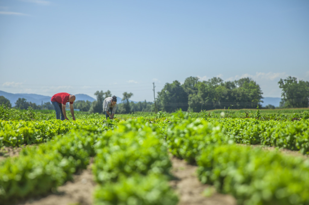 Edital de R$ 10 mi vai beneficiar inovações da agricultura familiar