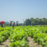 Edital de R$ 10 mi vai beneficiar inovações da agricultura familiar