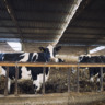Abate de bovinos cresce e produção de leite cai na Bahia