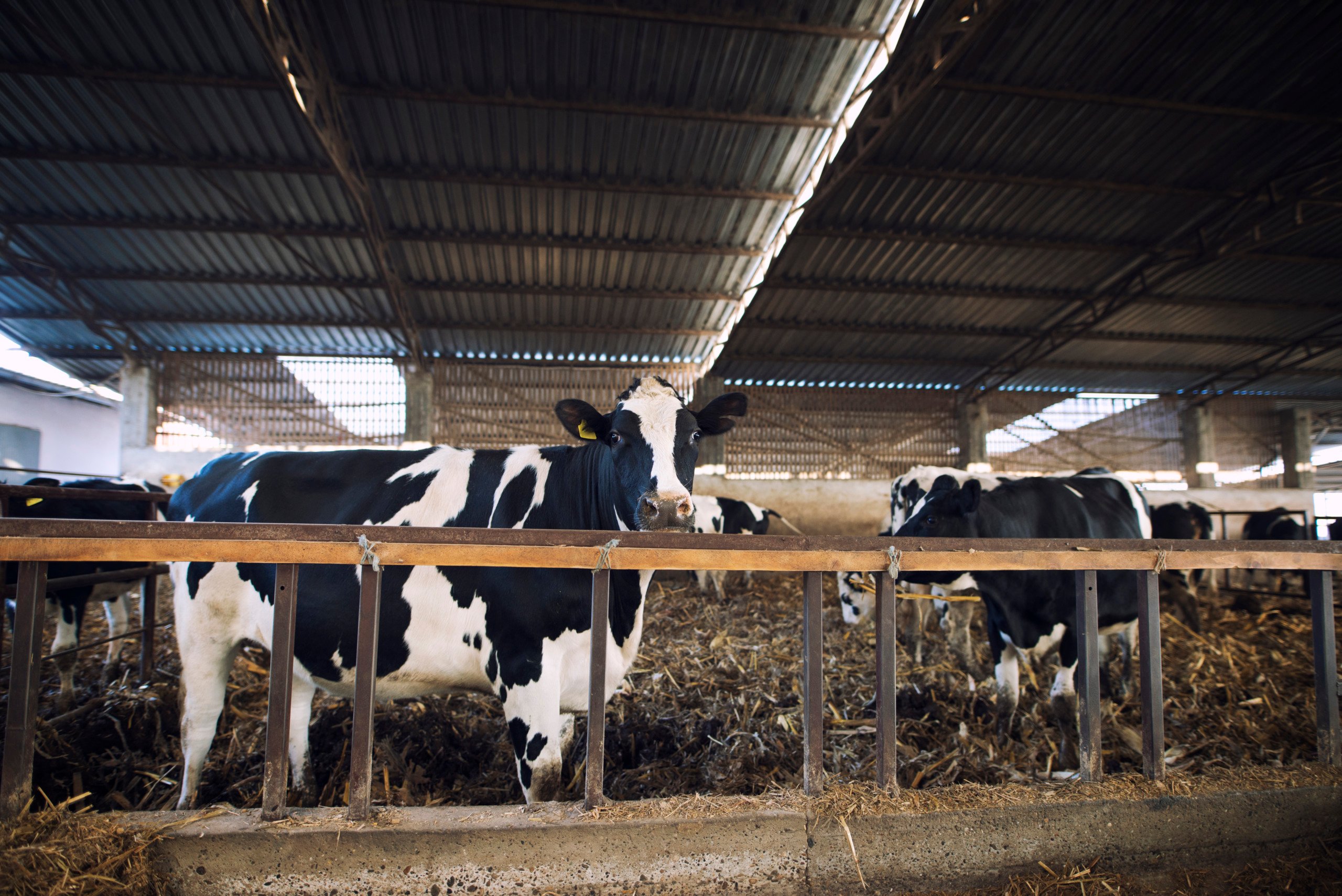 Abate de bovinos cresce e produção de leite cai na Bahia