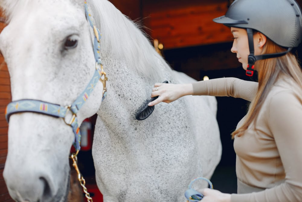 Competições equinas: saiba que cuidados podem melhorar a qualidade de vida do seu cavalo