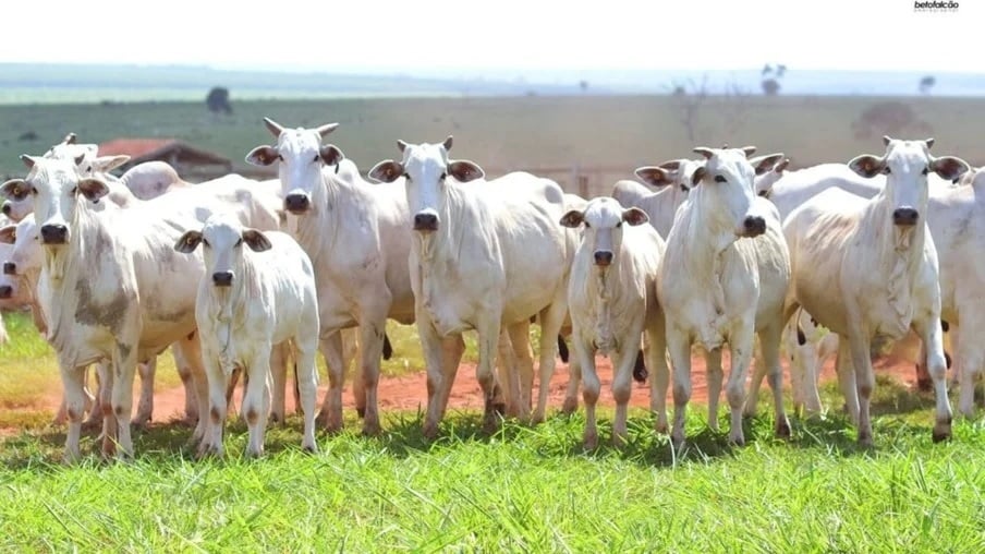 Exportações sustentam firmeza nos preços do boi gordo no país