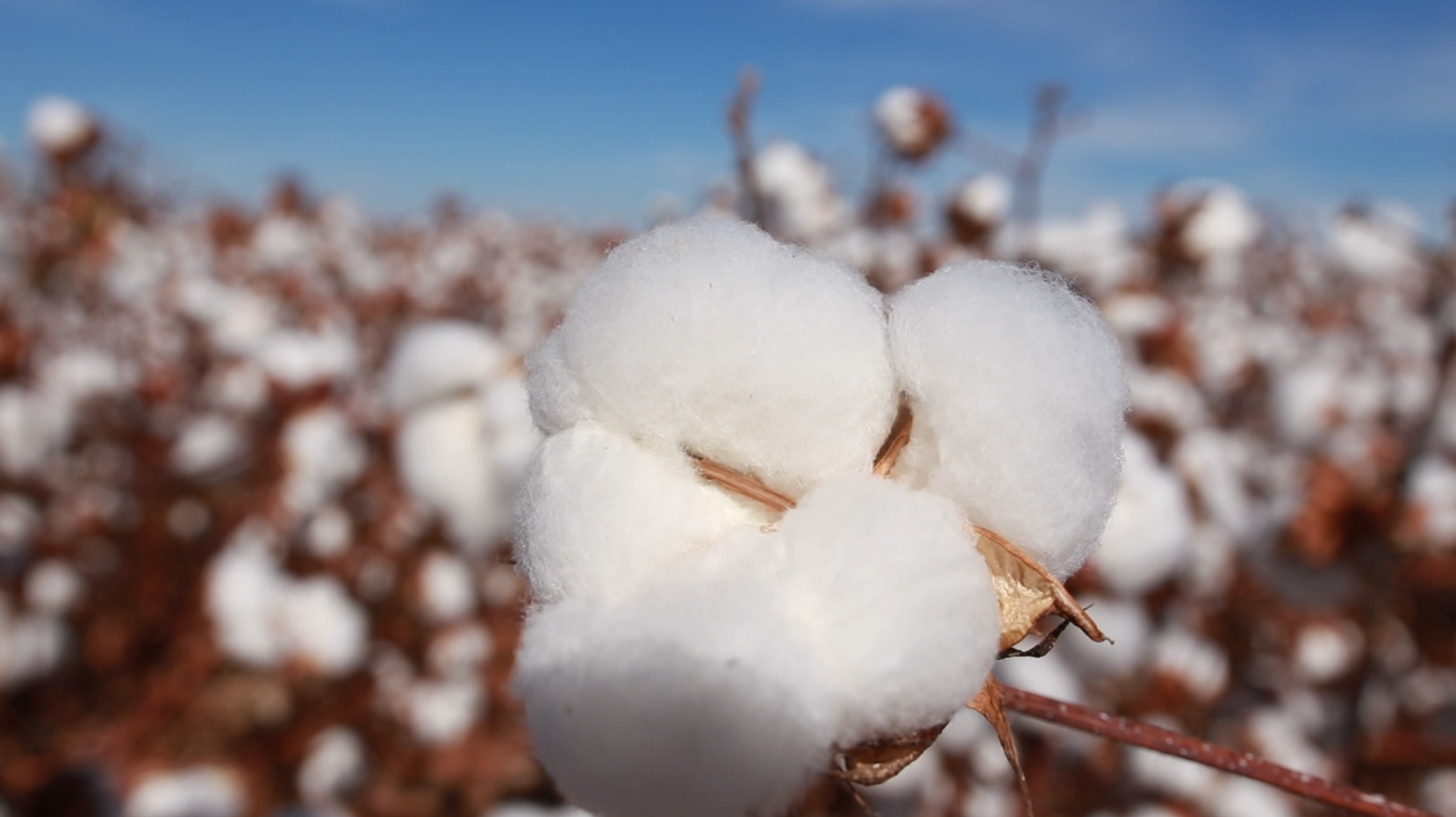 Pluma, em 2023, algodão no Matopiba foi destaque entre culturas