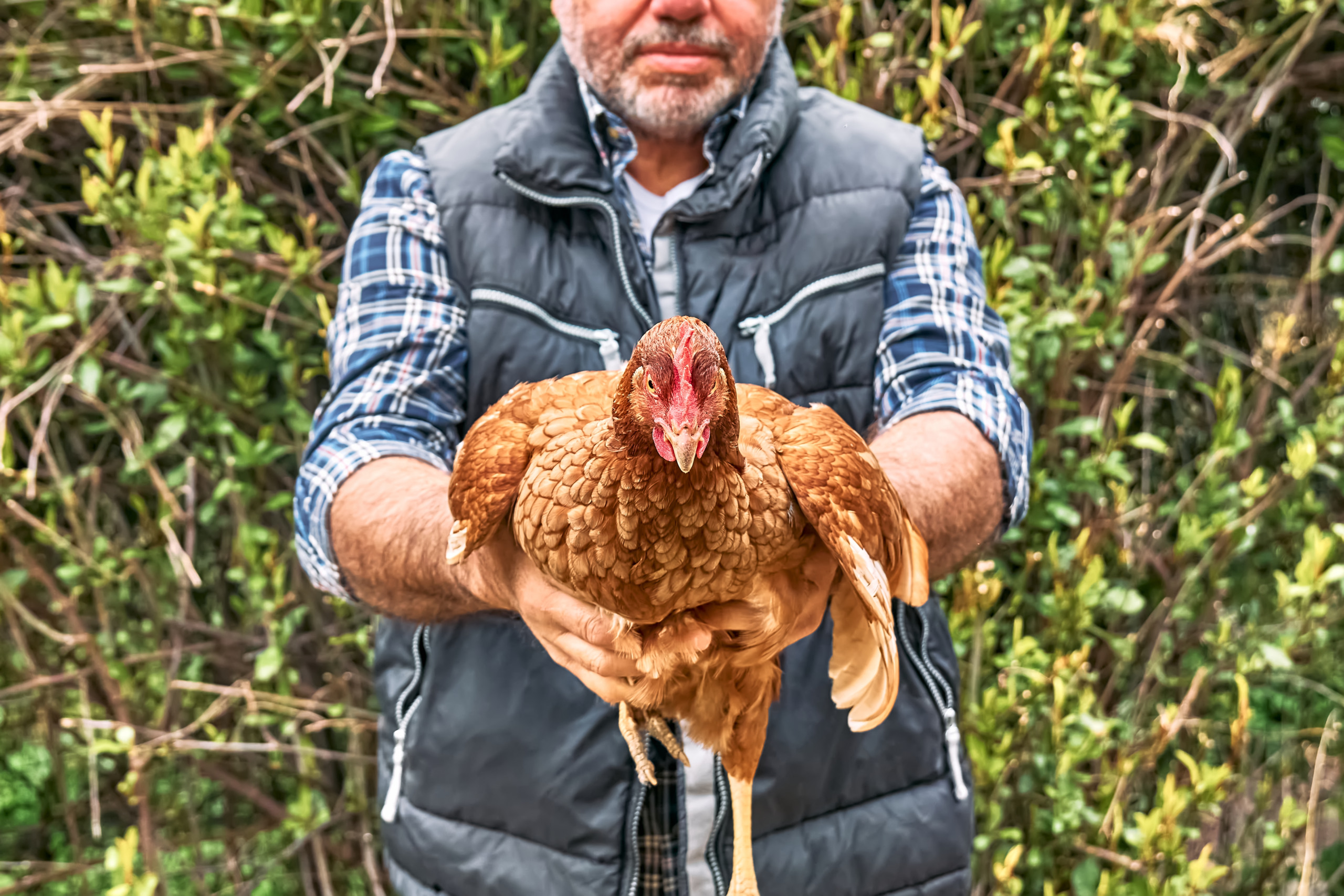 hen in hands of man farmer 2023 11 27 04 57 38 utc scaled