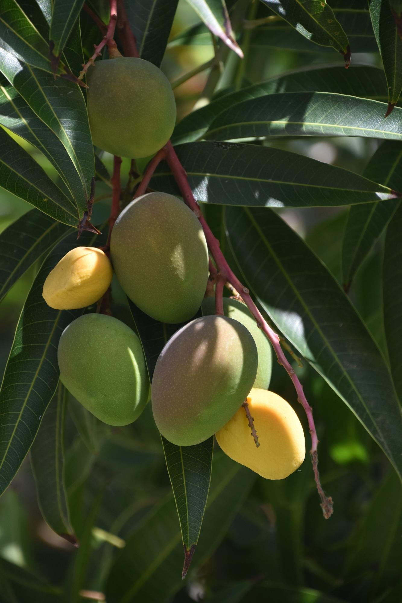 Exportações de frutas da Bahia superam R$ 1 bi até novembro; manga é destaque