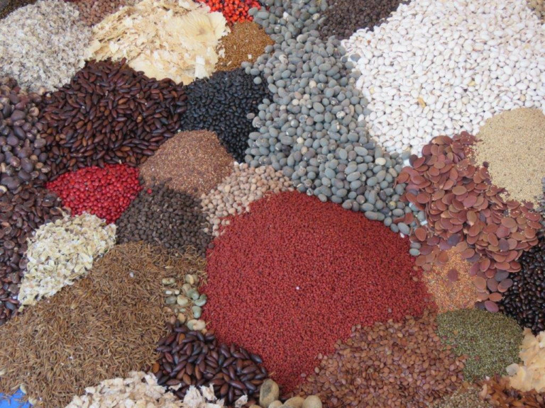 Amaggi, sementes, muvuca, Mato Grosso