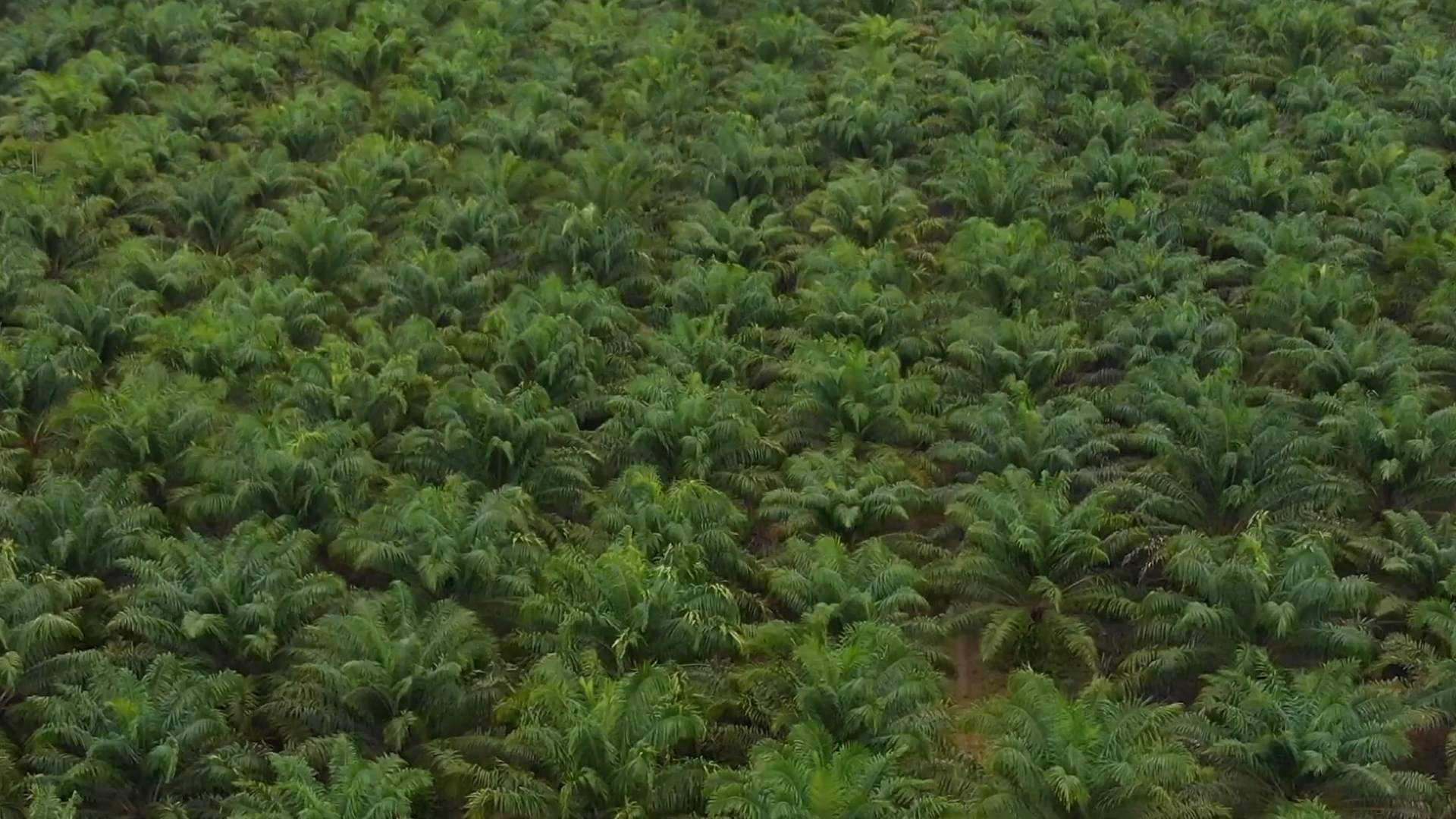 Grupo Brasil BioFuels trabalha com cultivo e produção da palma de óleo (Foto: Grupo BBF)