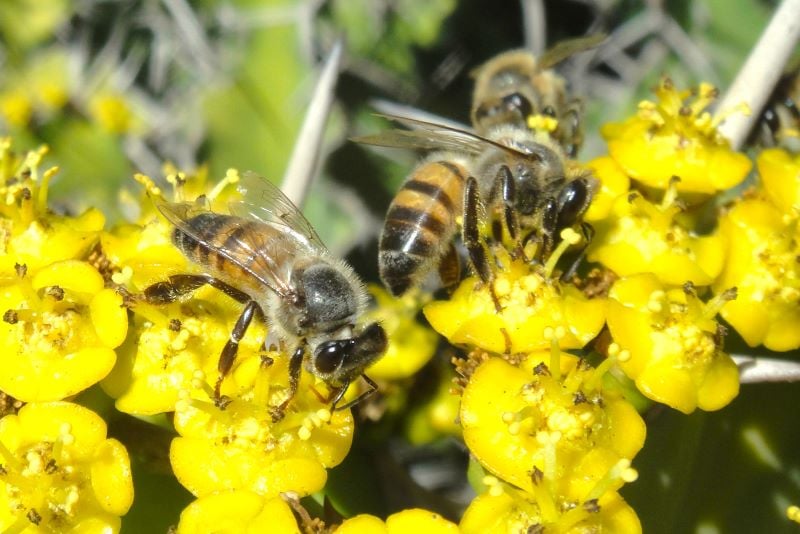 Própolis - abelha