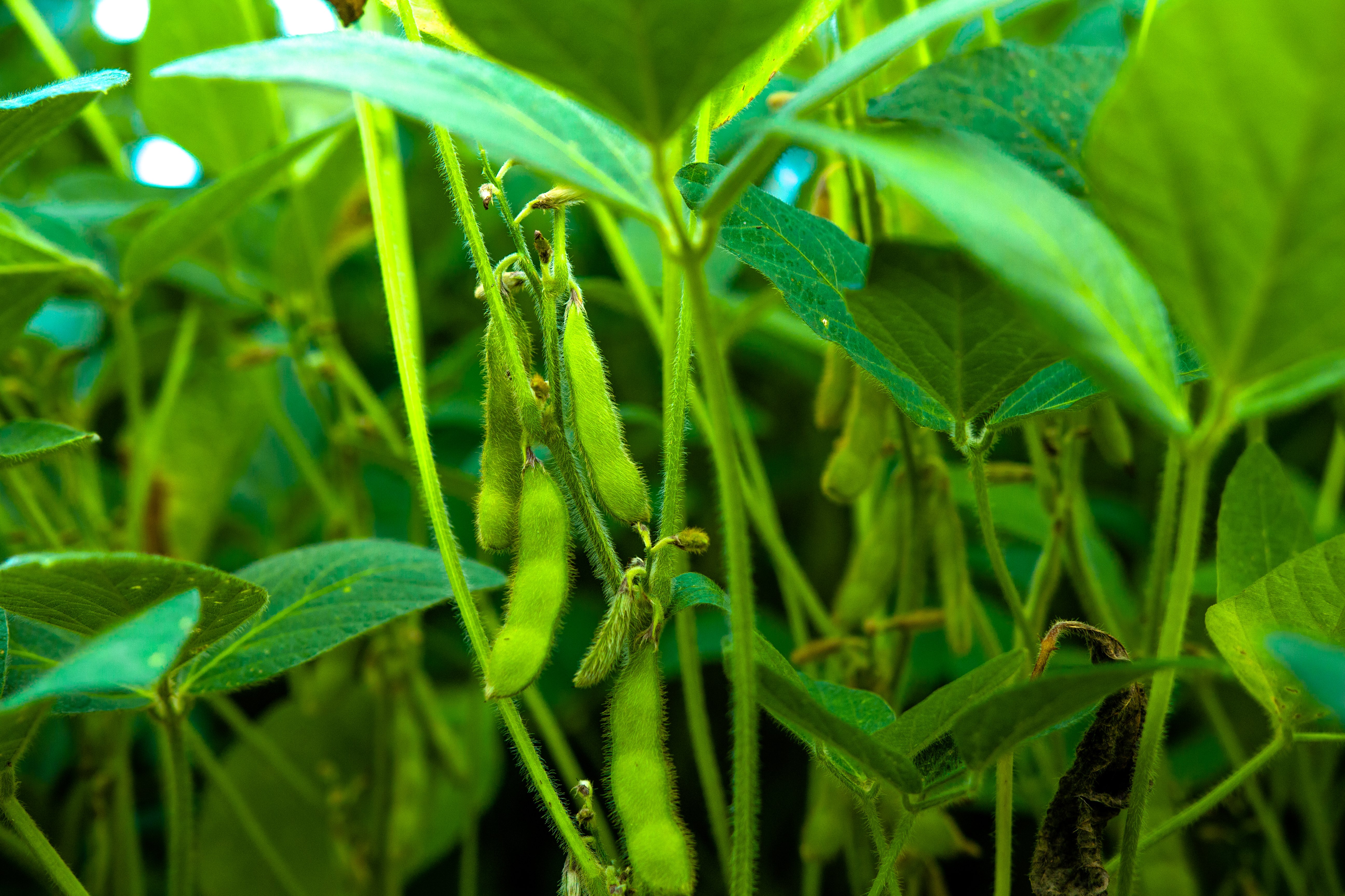 Produtores baianos se adaptam para garantir produtividade da soja