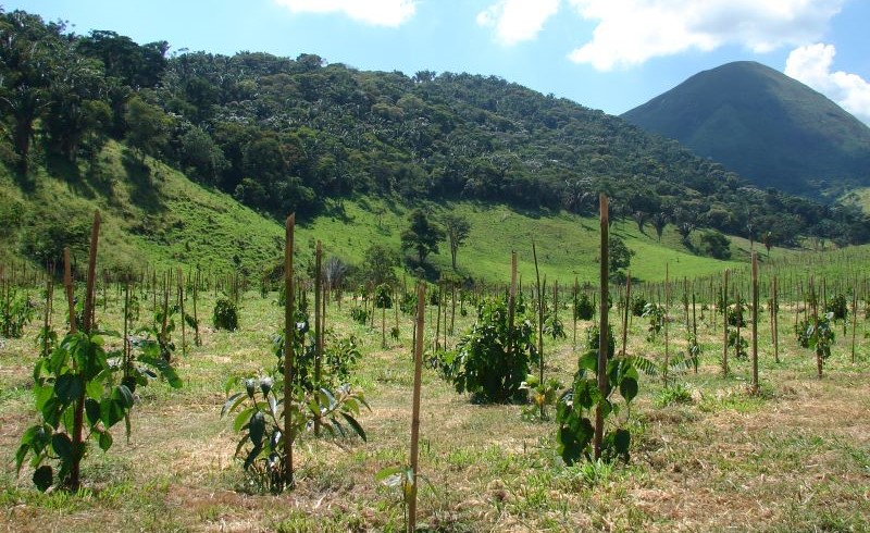 Restauração florestal