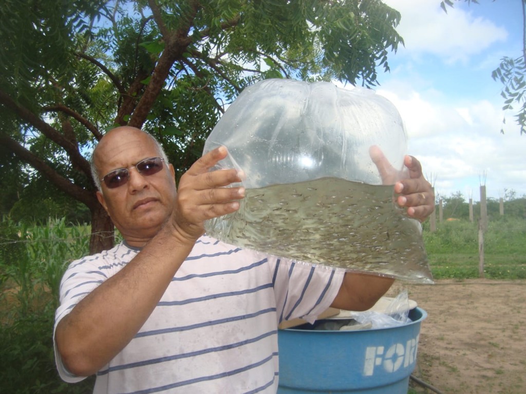 Peixe barrigudinho