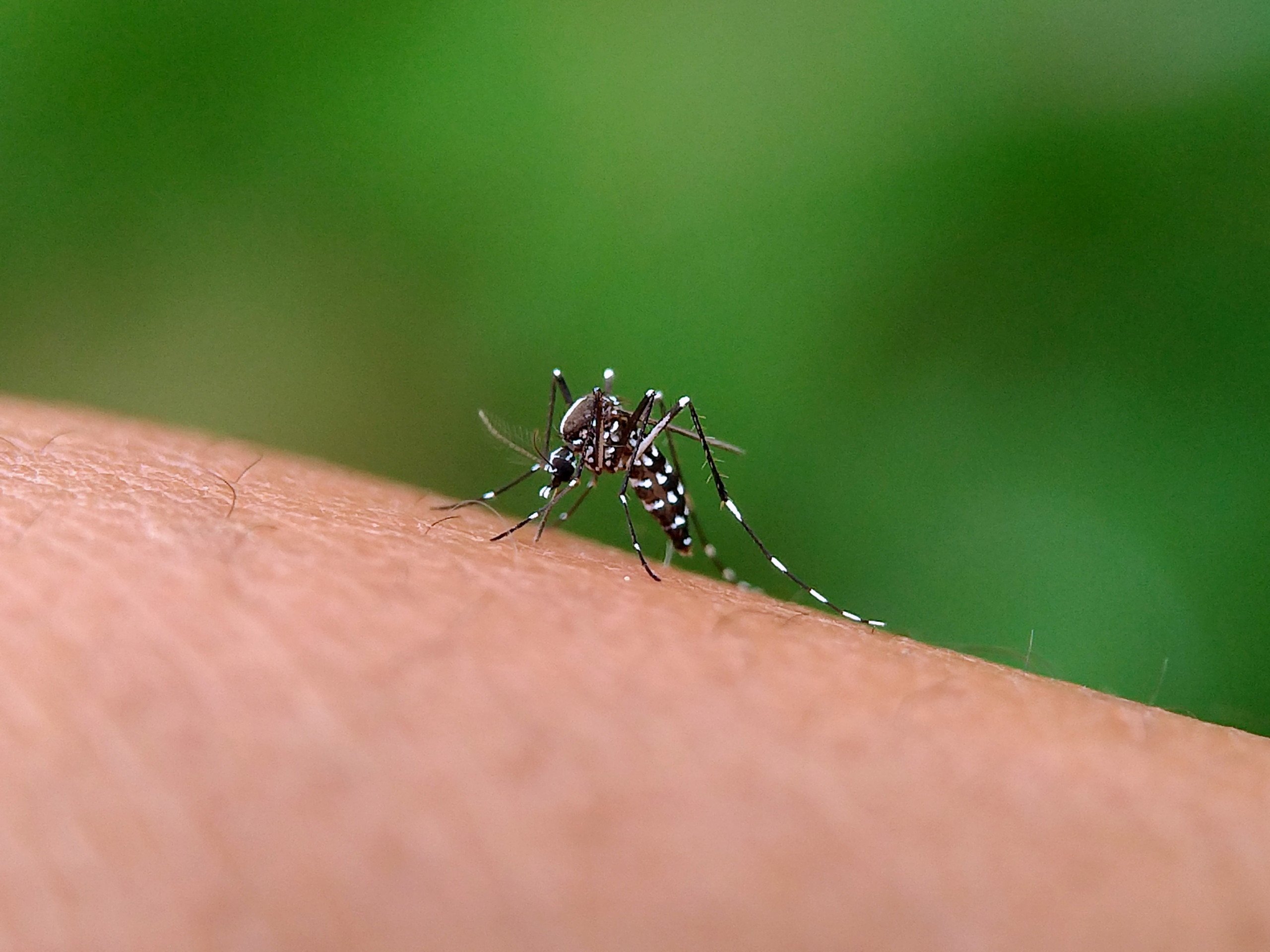 Aedes Aegypti Dengue Distrito Federal