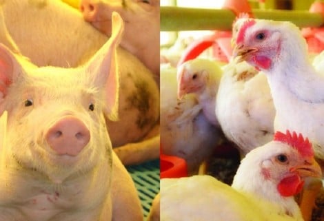 Competitividade da carne suína reage e ultrapassa a do frango