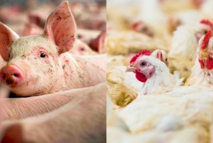 Aves e suínos: Azerbaijão abre mercado para termoprocessados brasileiros