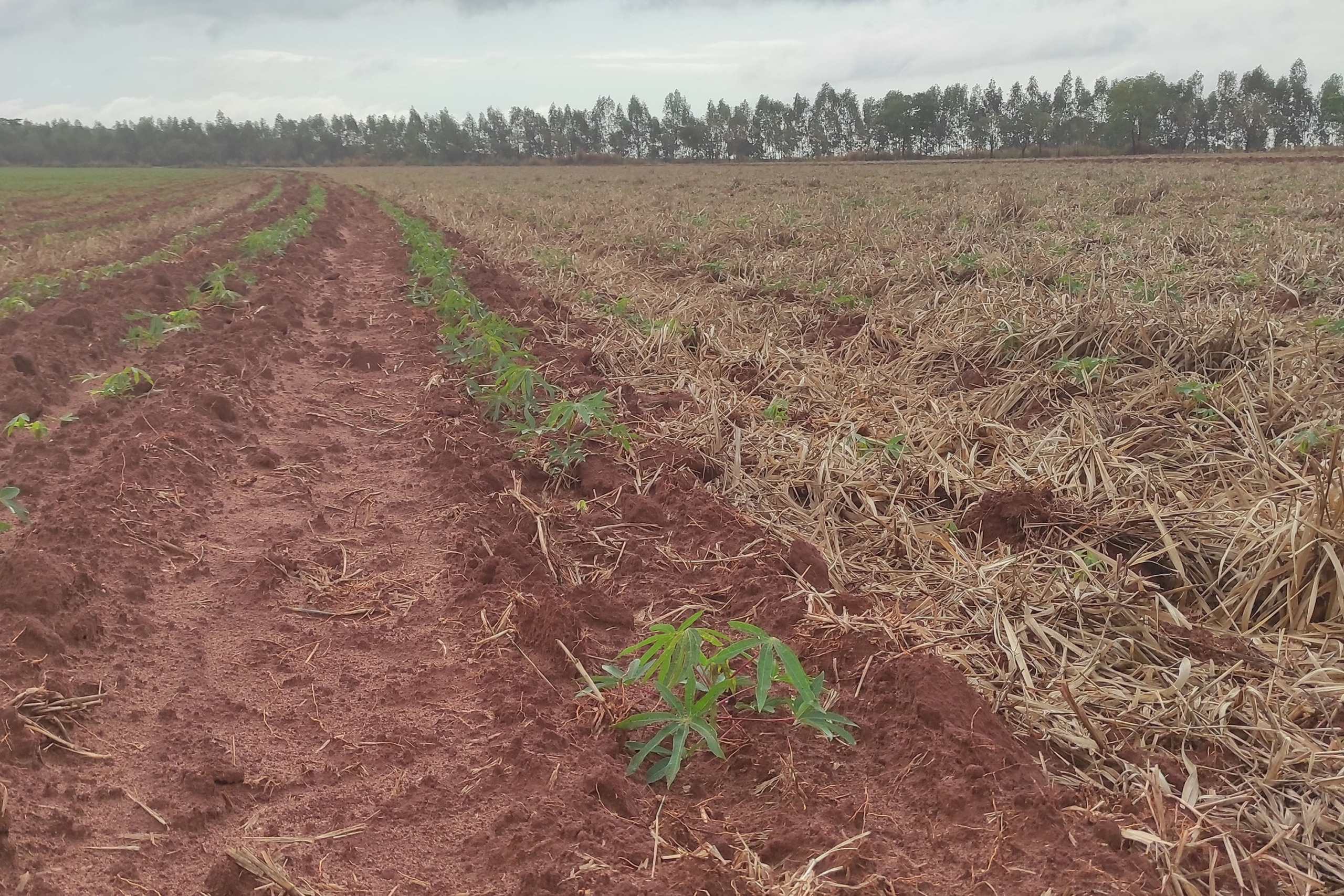 foto manejo de solos plantio direto de mandioca a direita sobre pastagem de brachiaria brizantha celso d seratto scaled