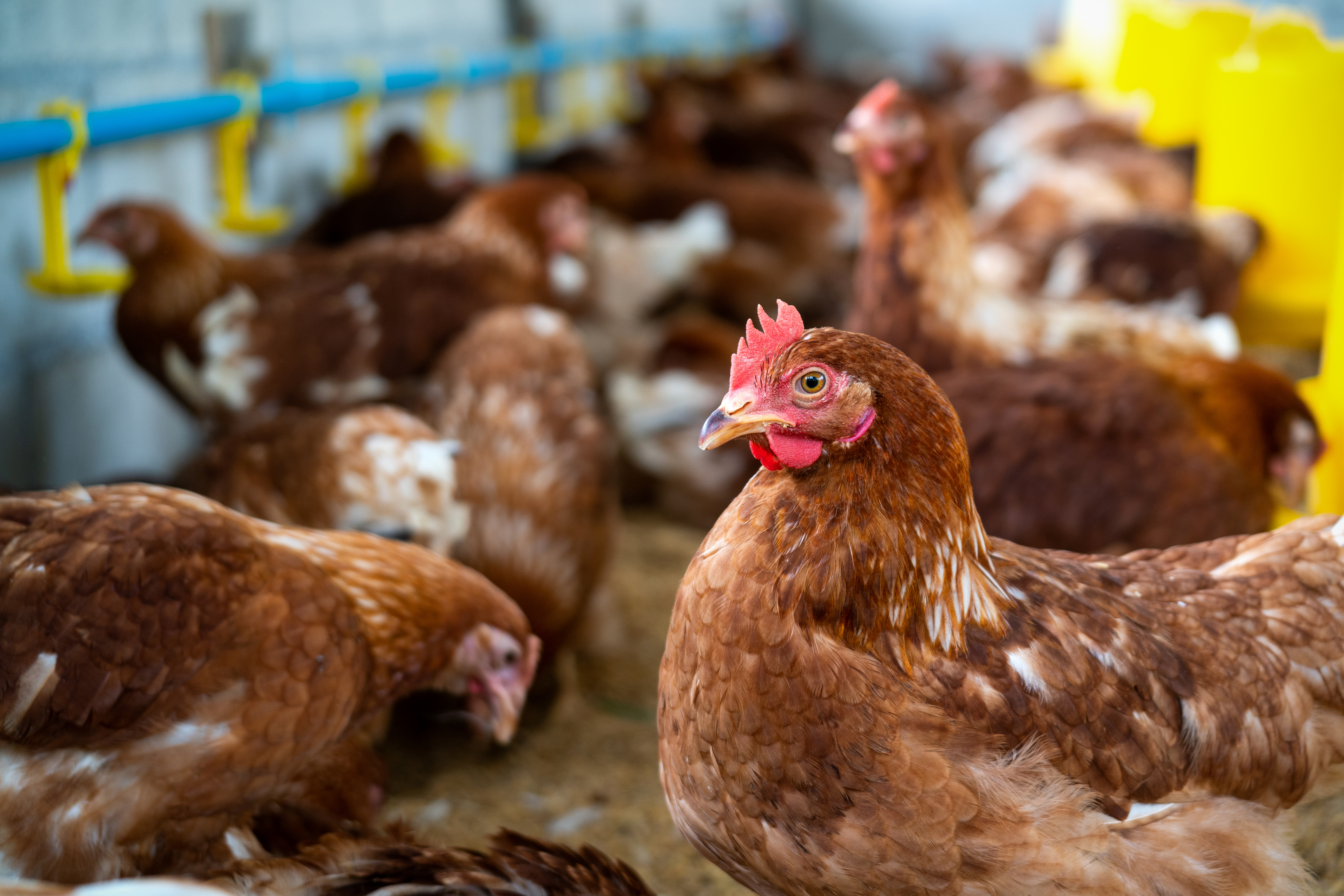 avicultura baiana, produção de ovos, bahia, adab, seagri