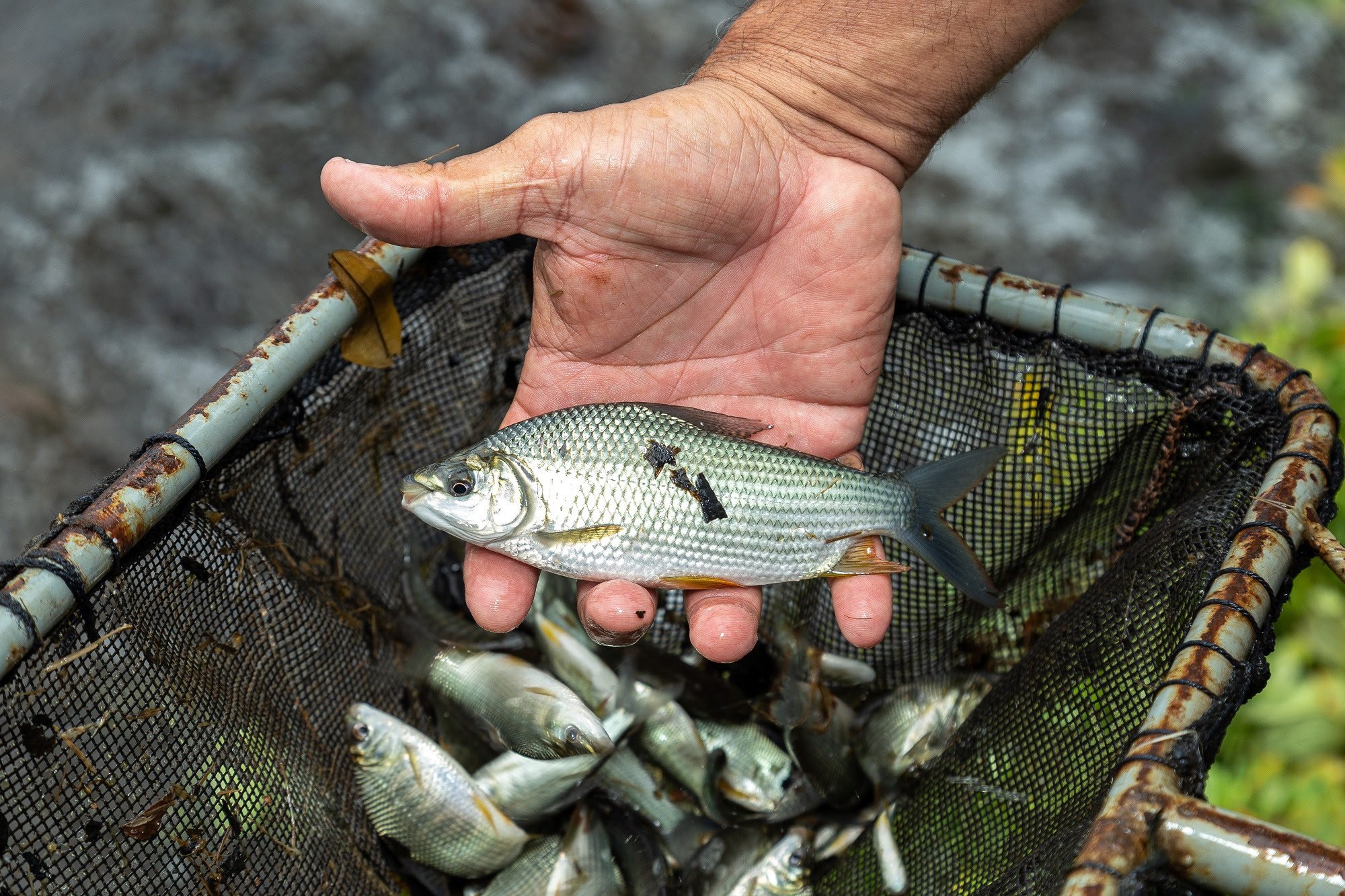 Contaminação de peixes por microplásticos pode afetar produção de soja e café