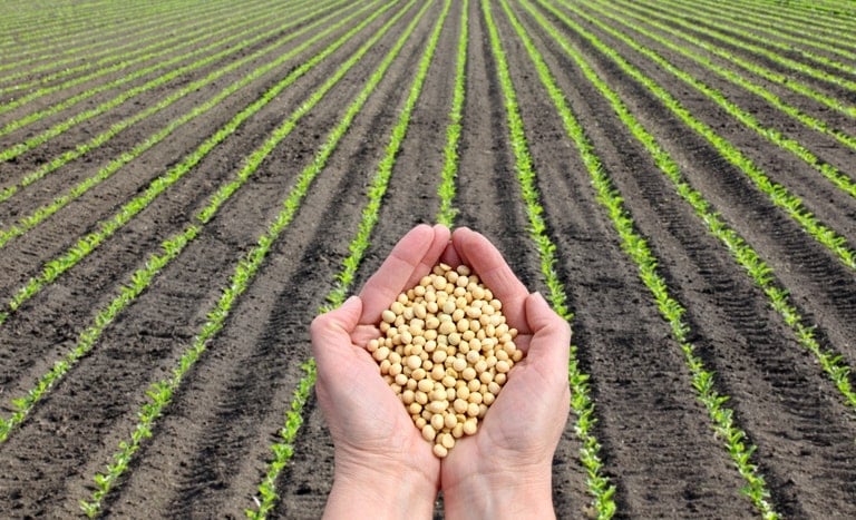 Favorable weather in the U.S. is pushing soybean prices lower in Chicago