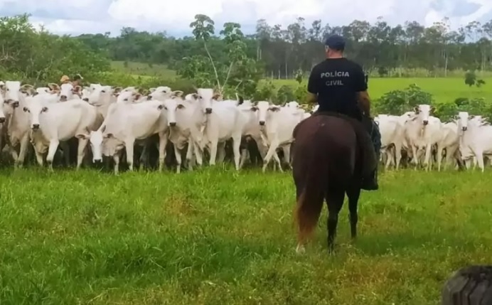 polícia recupera gado roubado no Paraguai