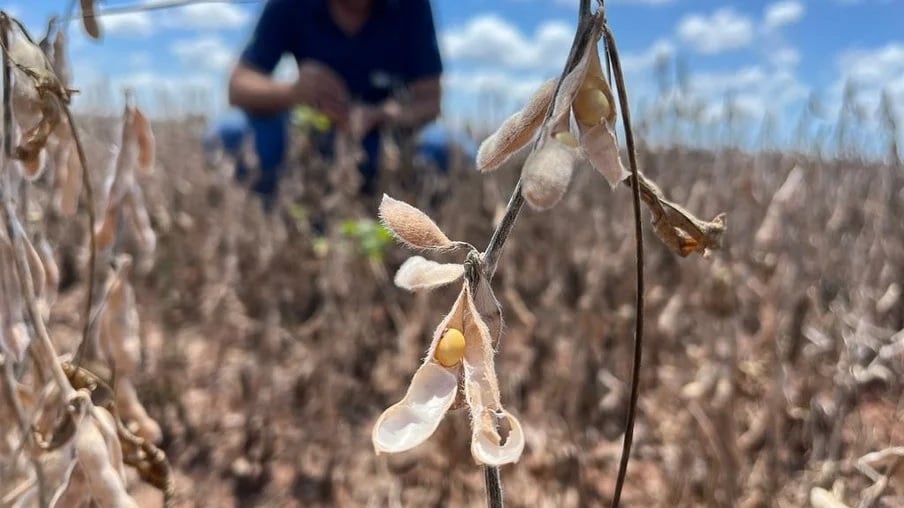 Produtividade da soja em Sorriso (MT) é positiva